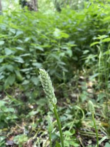 contre-la-strategie-de-la-peur-la-poesie