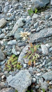 printemps-des-poetes-2026-vieux-berger