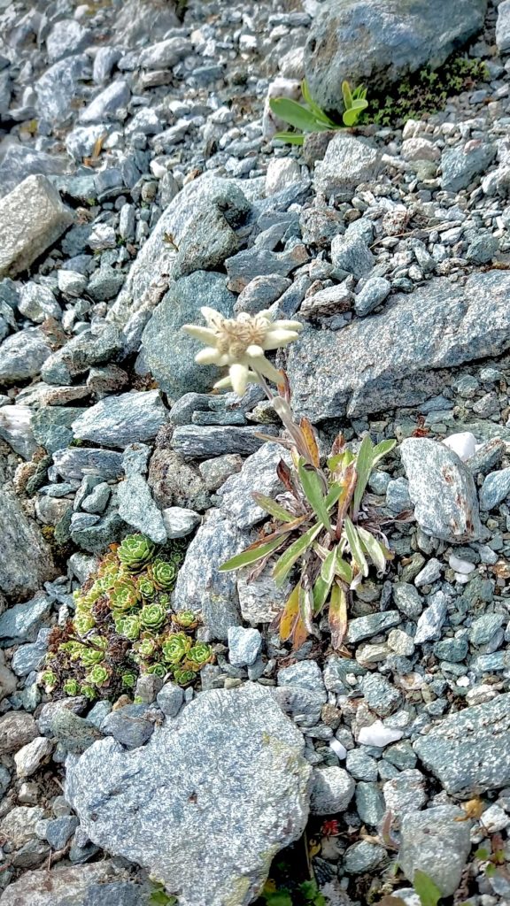 printemps-des-poetes-2026-vieux-berger